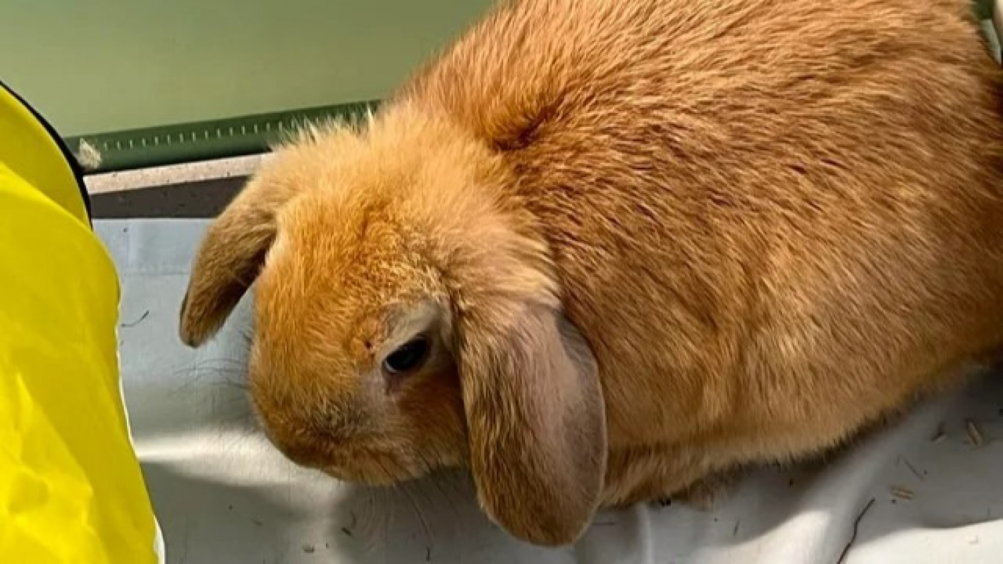 Photo de Figaro