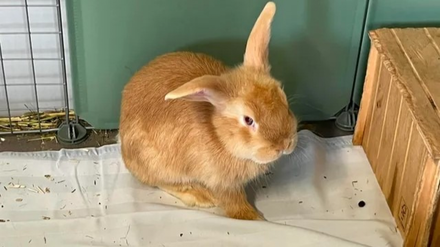 Photo de Nala