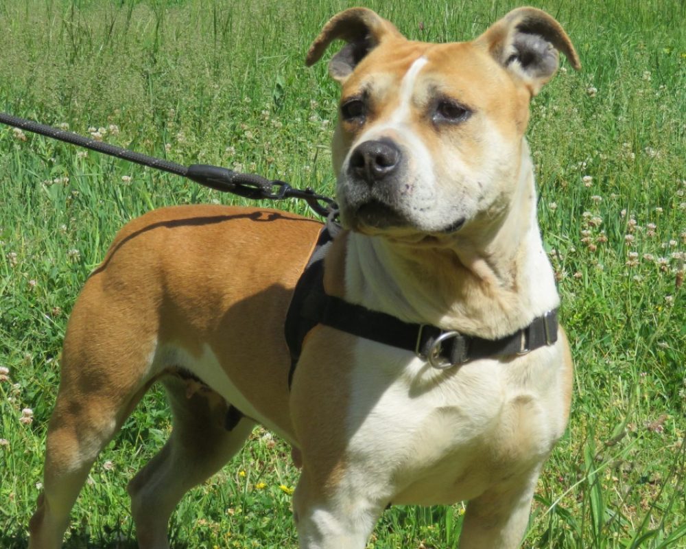 Nala - Chien à adopter
