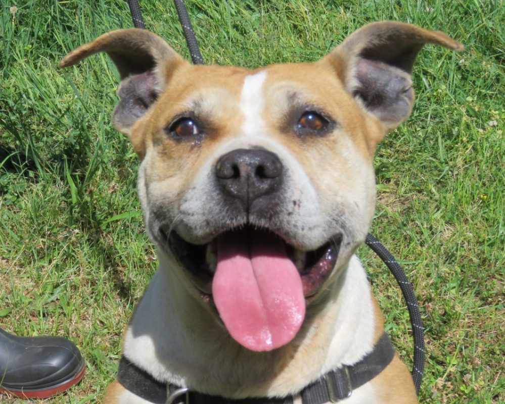Nala - Chien à adopter - photo 2