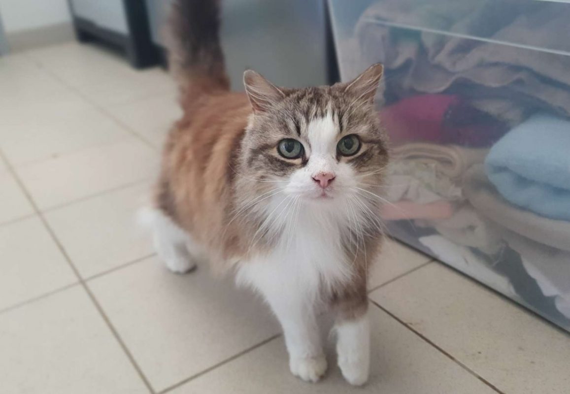 Minou - Chat Européen à adopter