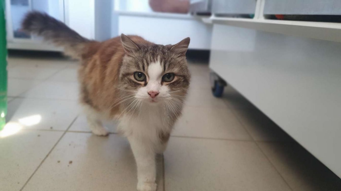 Minou - Chat Européen à adopter - photo 2