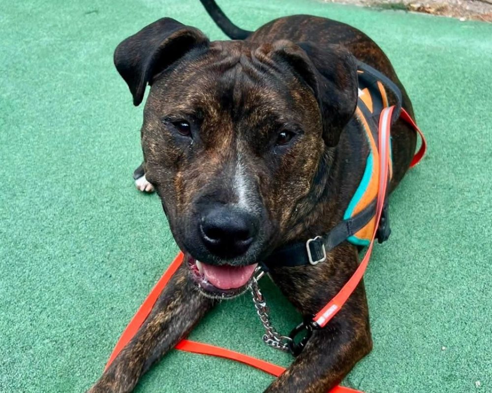 Etno dit altas - Chien à adopter