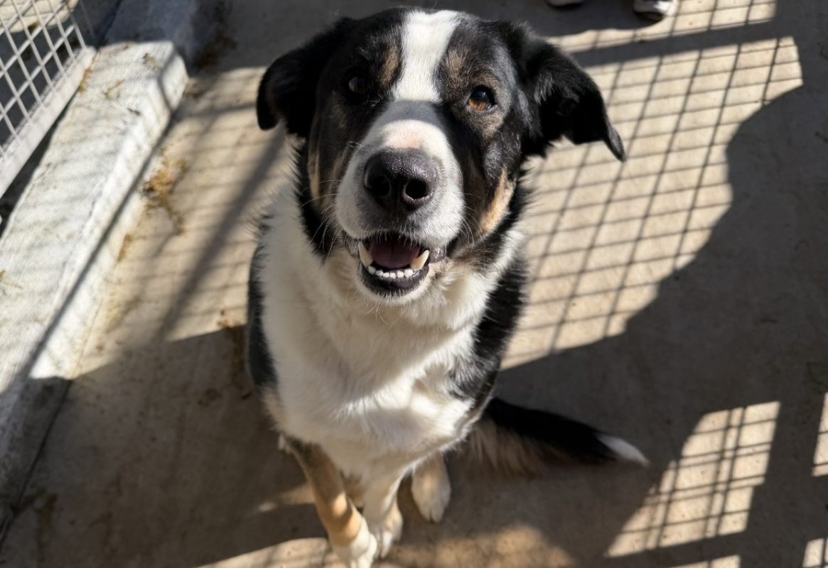 Zingo - Chien Border Collie à adopter