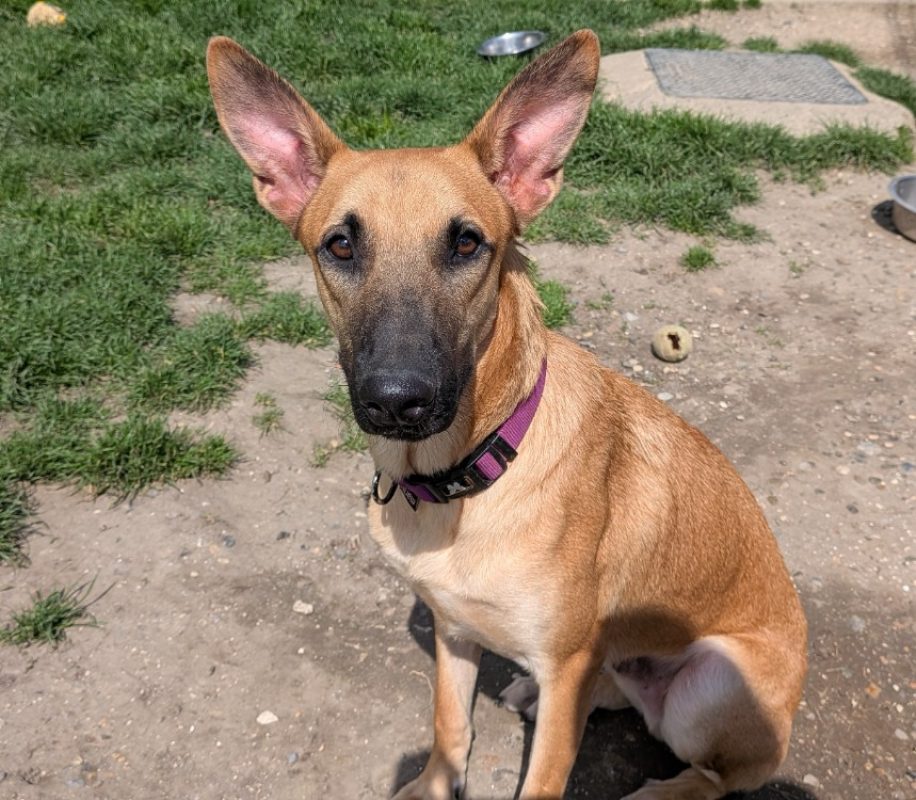 Tobby - Chien à adopter