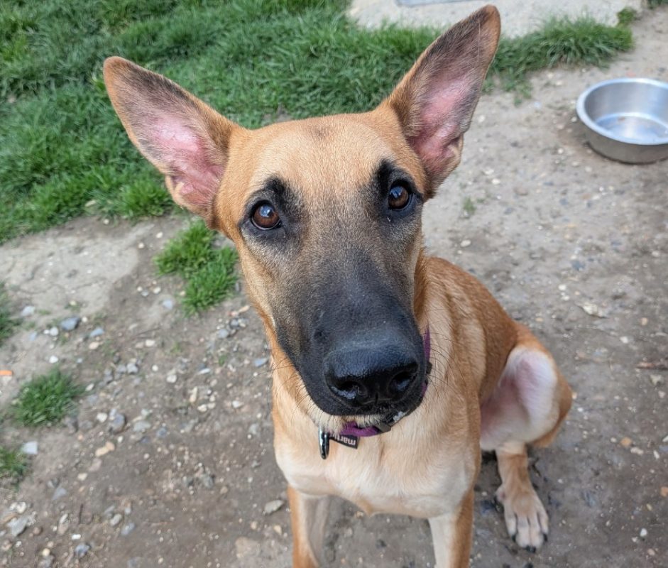 Tobby - Chien à adopter - photo 2