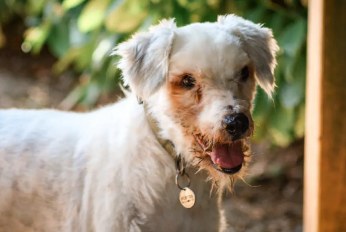 Portos - Chien Berger des Pyrénées à adopter