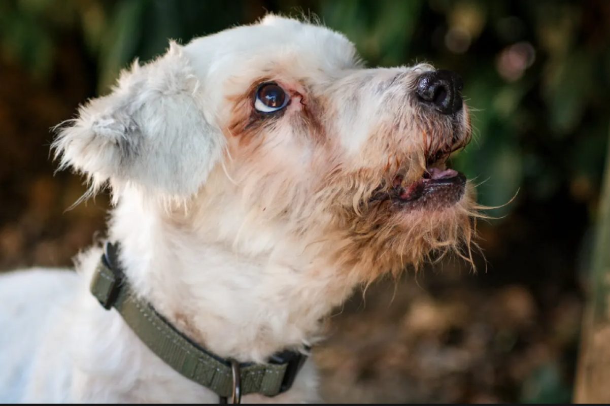 Portos - Chien Berger des Pyrénées à adopter - photo 2
