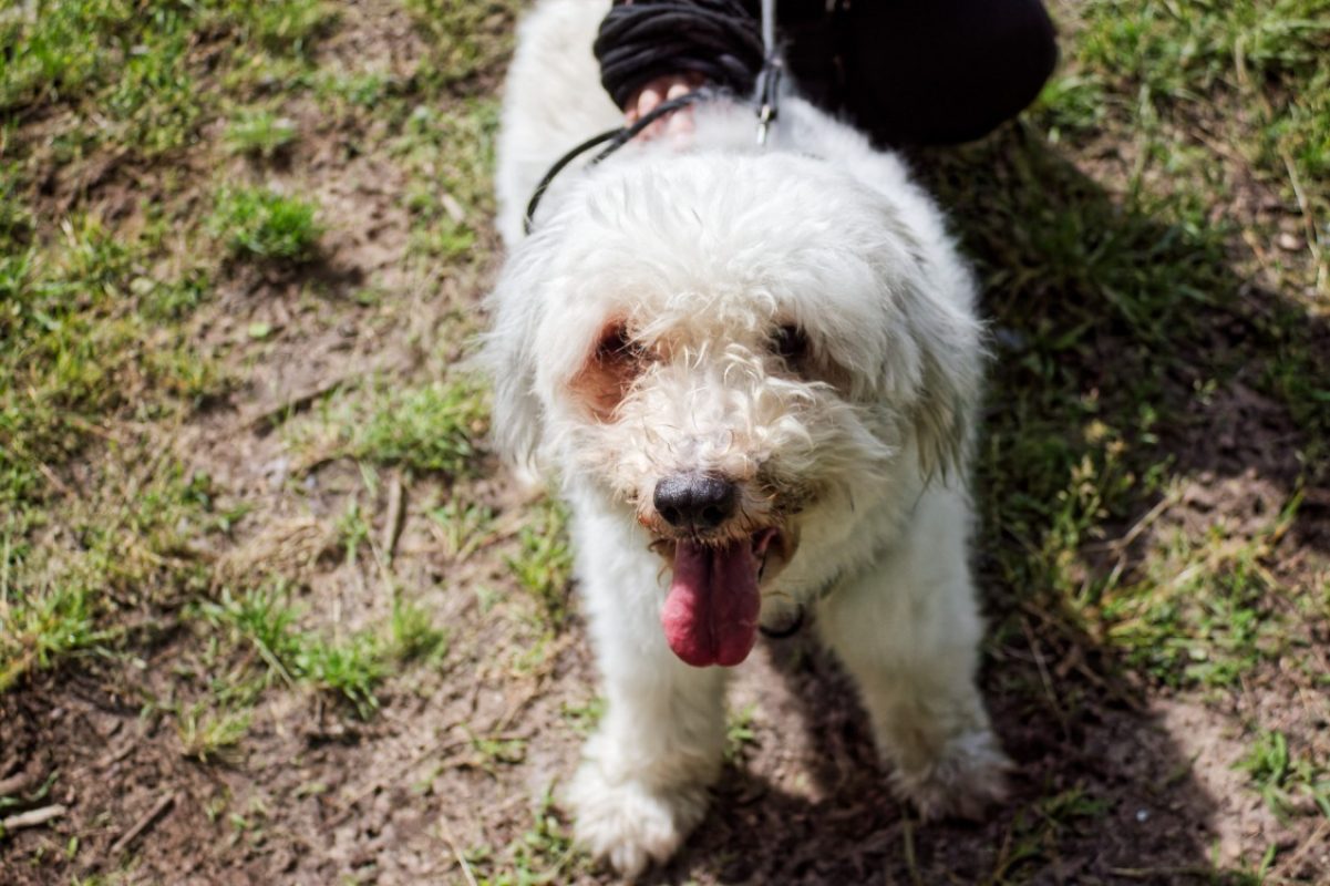 Portos - Chien Berger des Pyrénées à adopter - photo 3