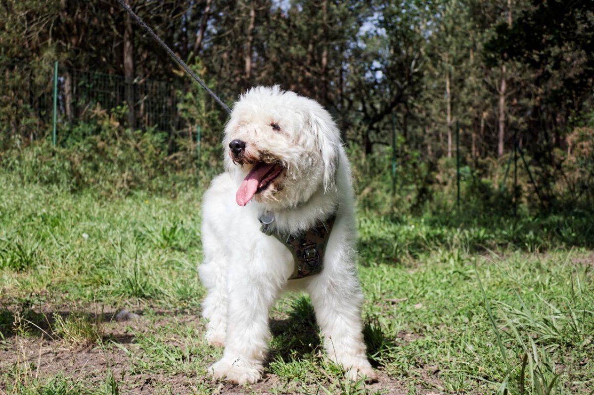 Portos - Chien Berger des Pyrénées à adopter - photo 4