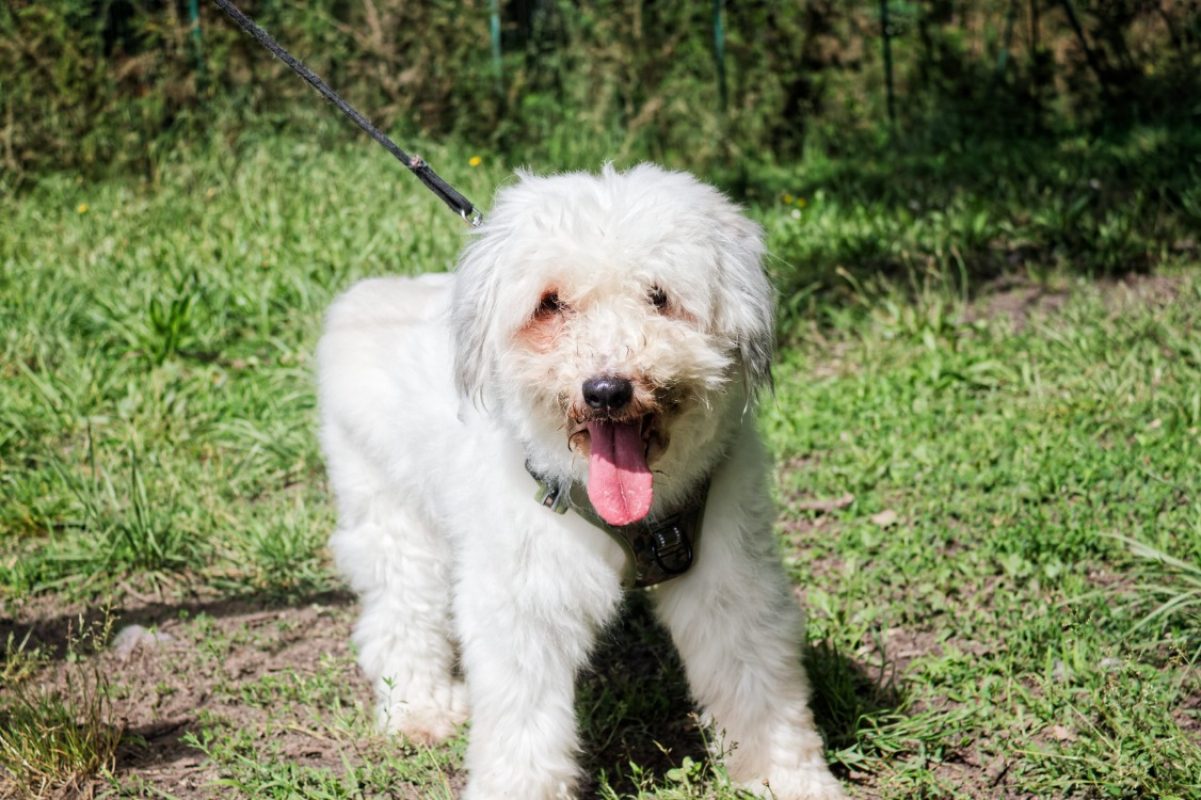 Portos - Chien Berger des Pyrénées à adopter - photo 5