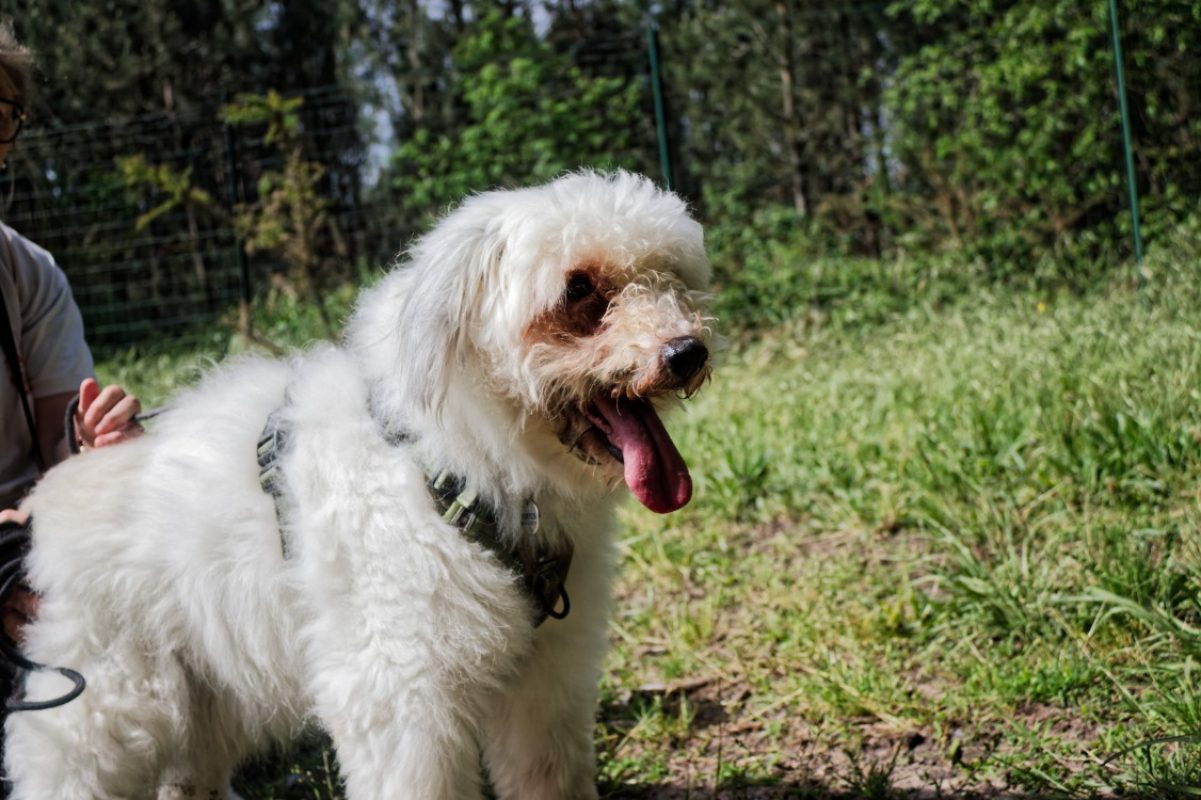 Portos - Chien Berger des Pyrénées à adopter - photo 6
