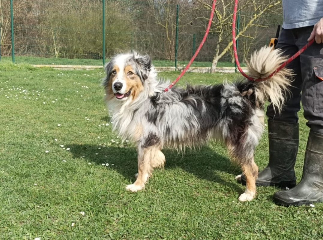 Saiko - Chien à adopter