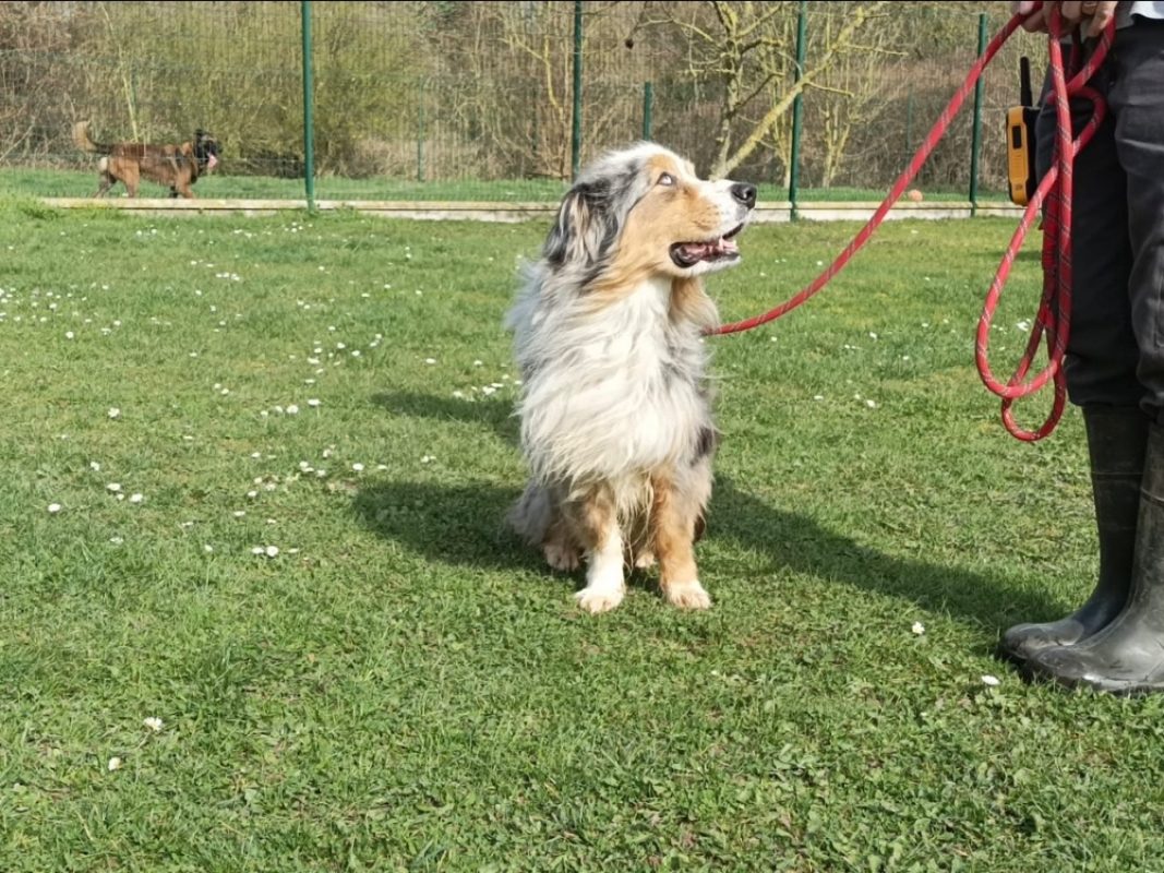 Saiko - Chien à adopter - photo 2