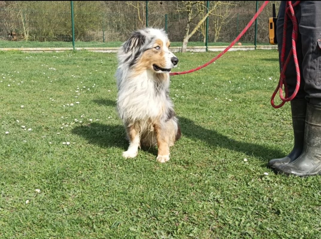 Saiko - Chien à adopter - photo 3