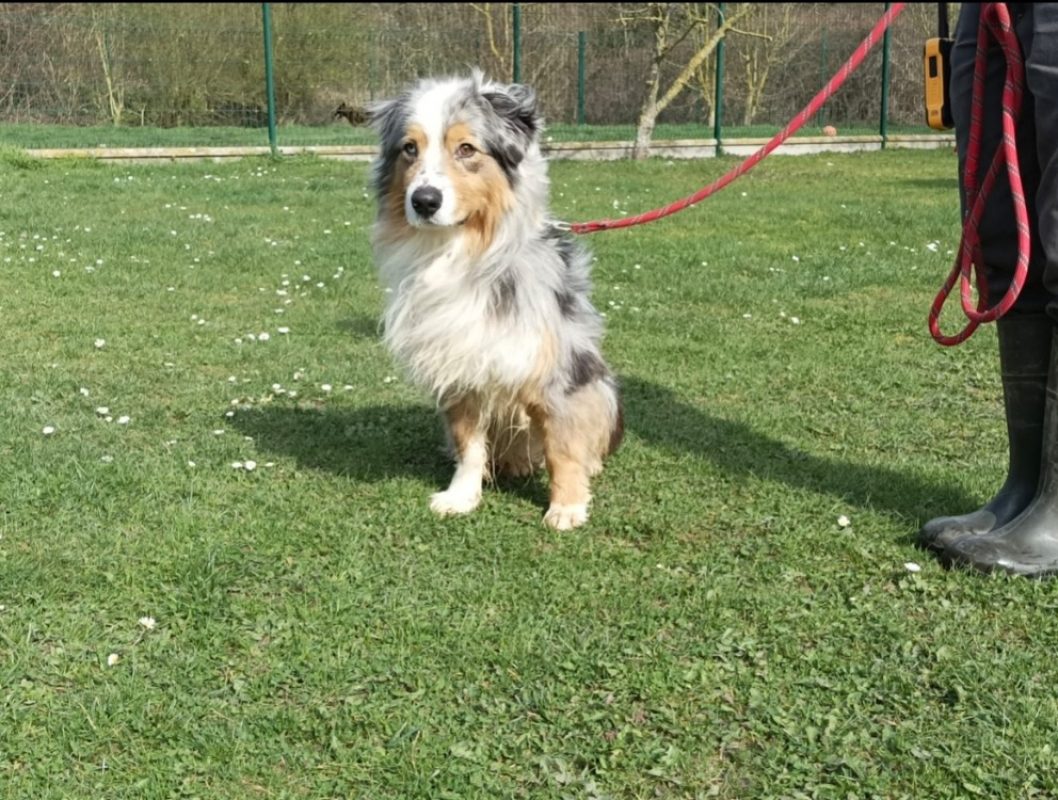 Saiko - Chien à adopter - photo 4