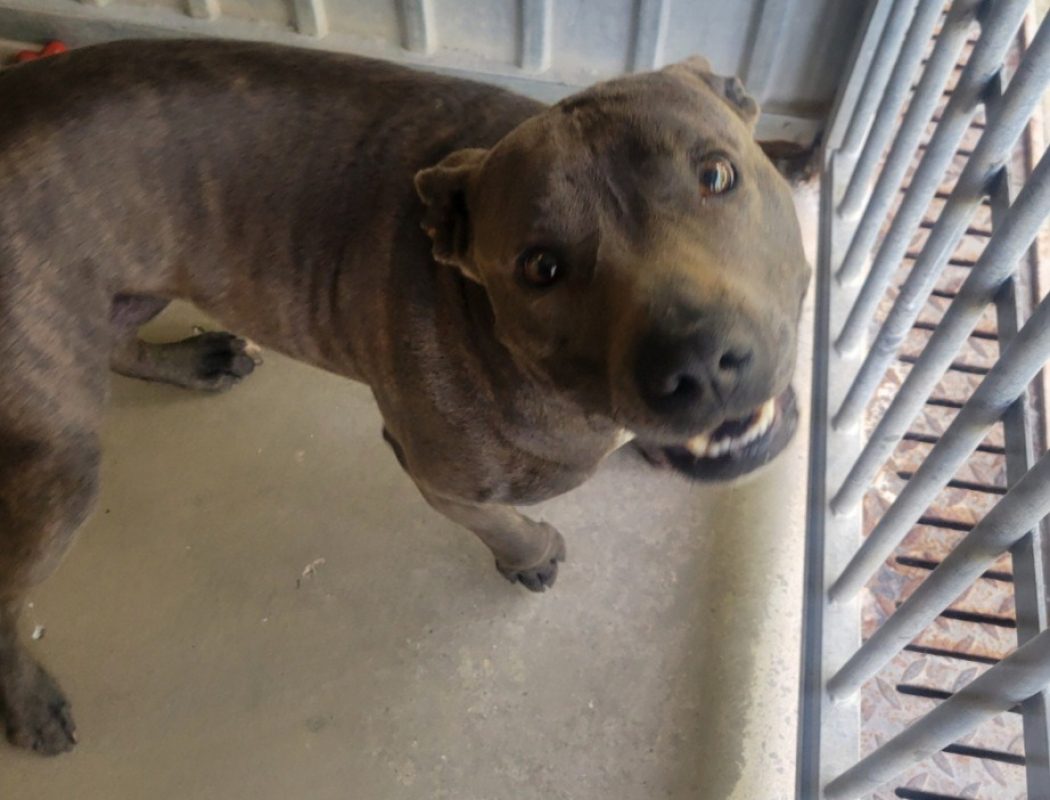 Stifette - Chien Bouledogue Américain à adopter