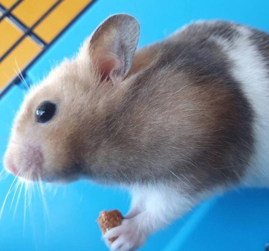 Photo de Cannele