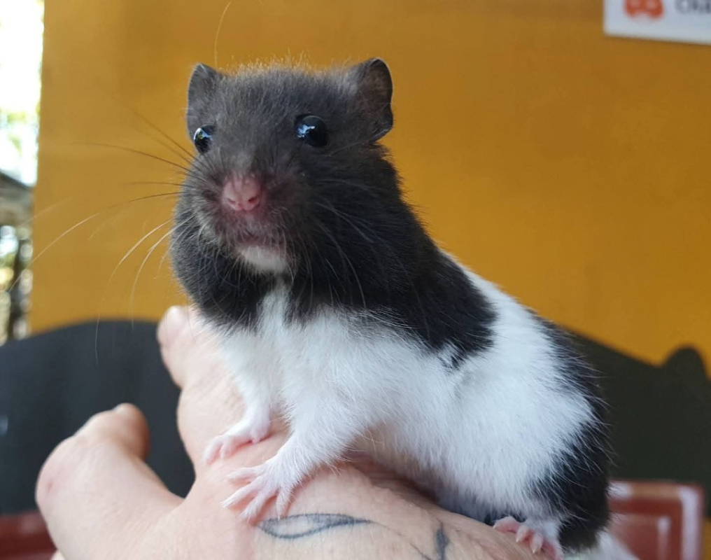 Photo de Oreo