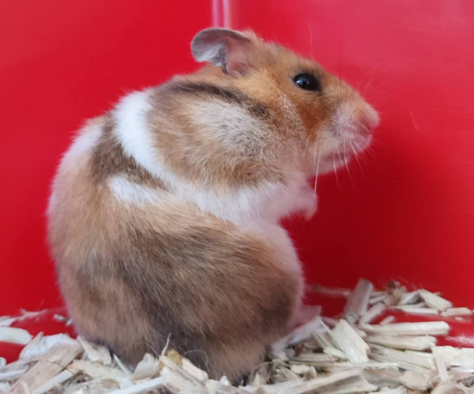 Photo de Praline