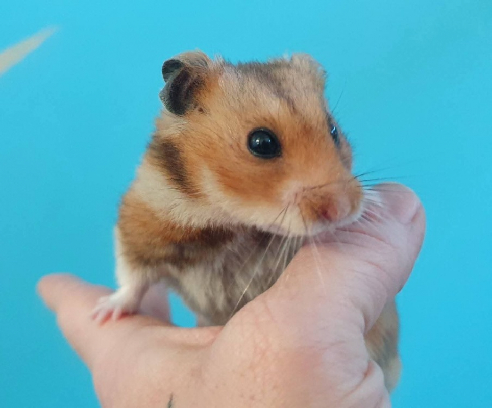 Photo de Caramba