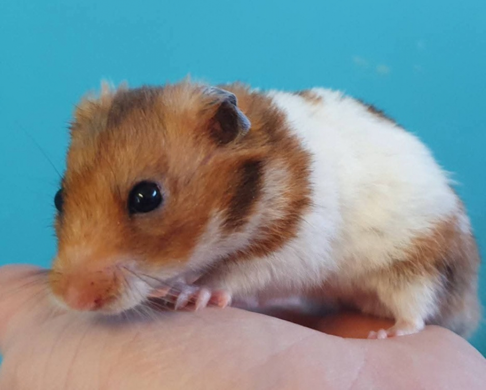 Photo de Tiramisu