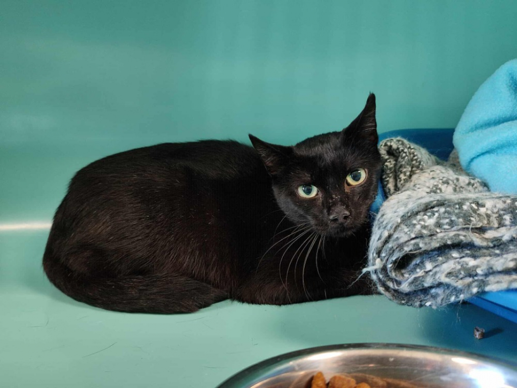 Photo #2 de Tetine qct