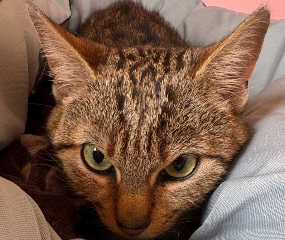 Photo #1 de Tikki
