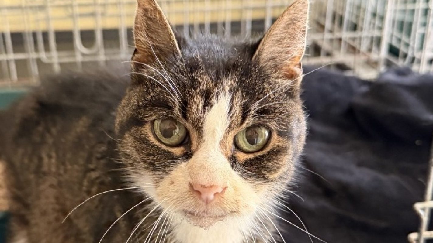 Panayotis - Chat à adopter