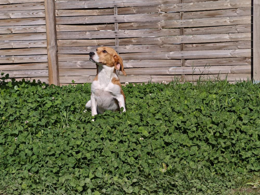 Photo #3 de Guinie
