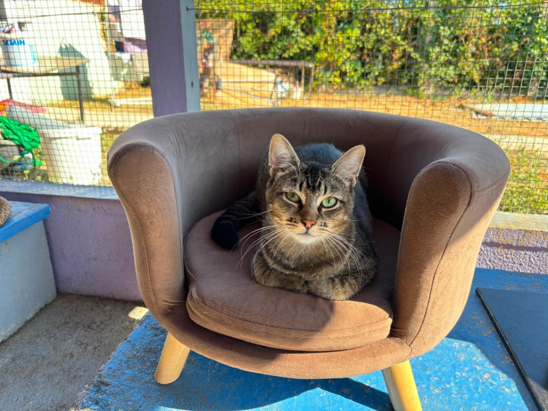 Balou - Chat Européen à adopter
