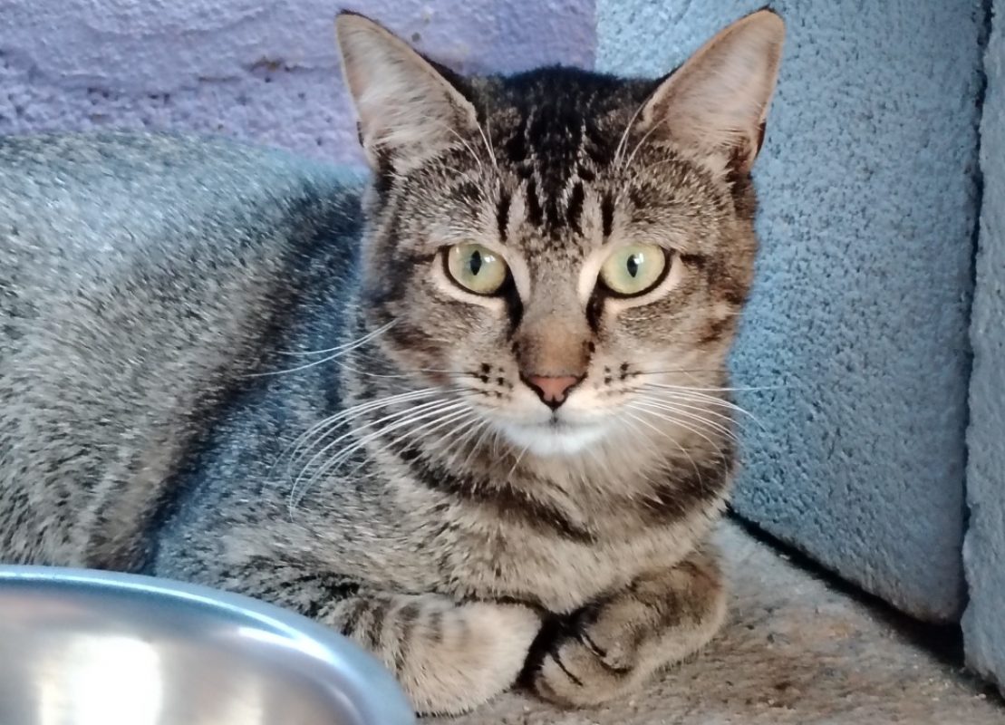 Balou - Chat Européen à adopter - photo 2