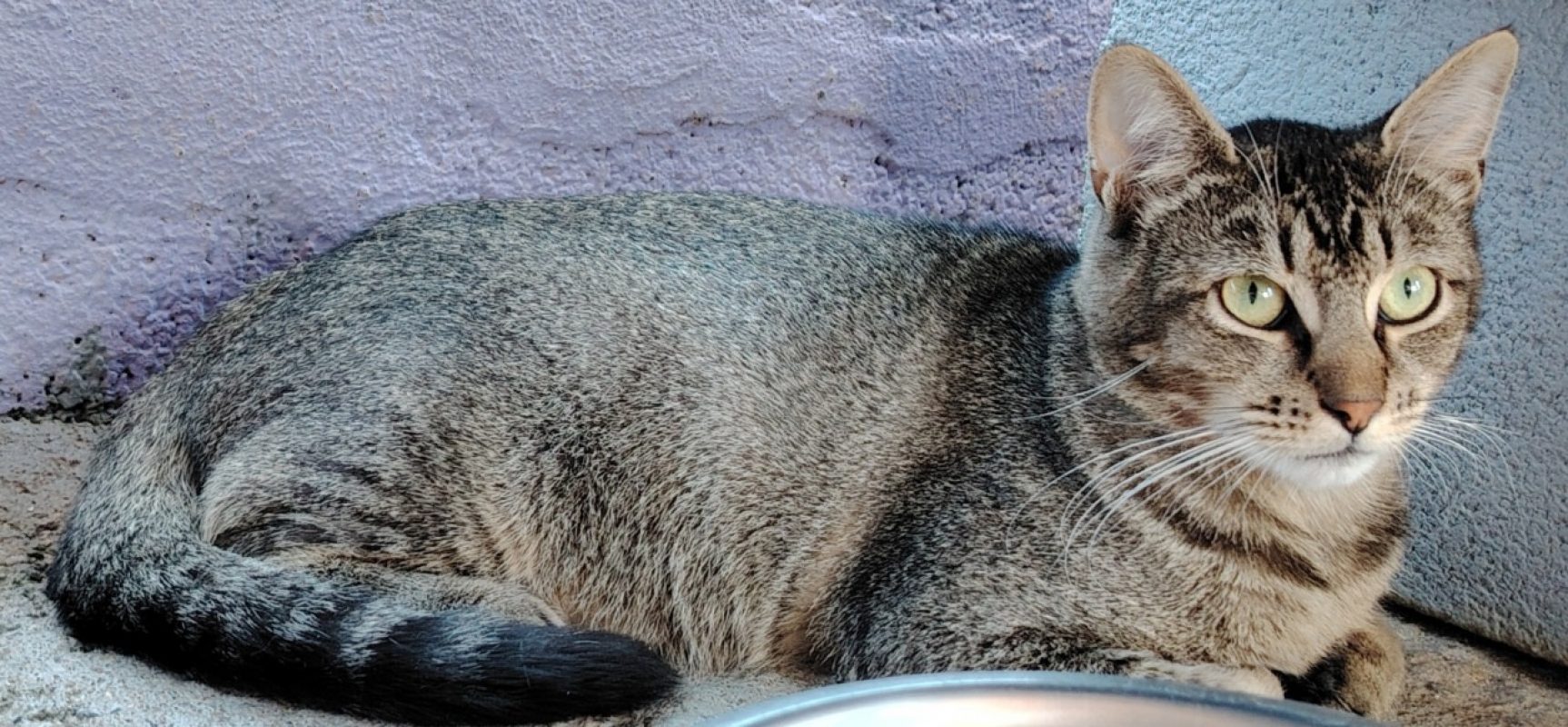 Balou - Chat Européen à adopter - photo 3