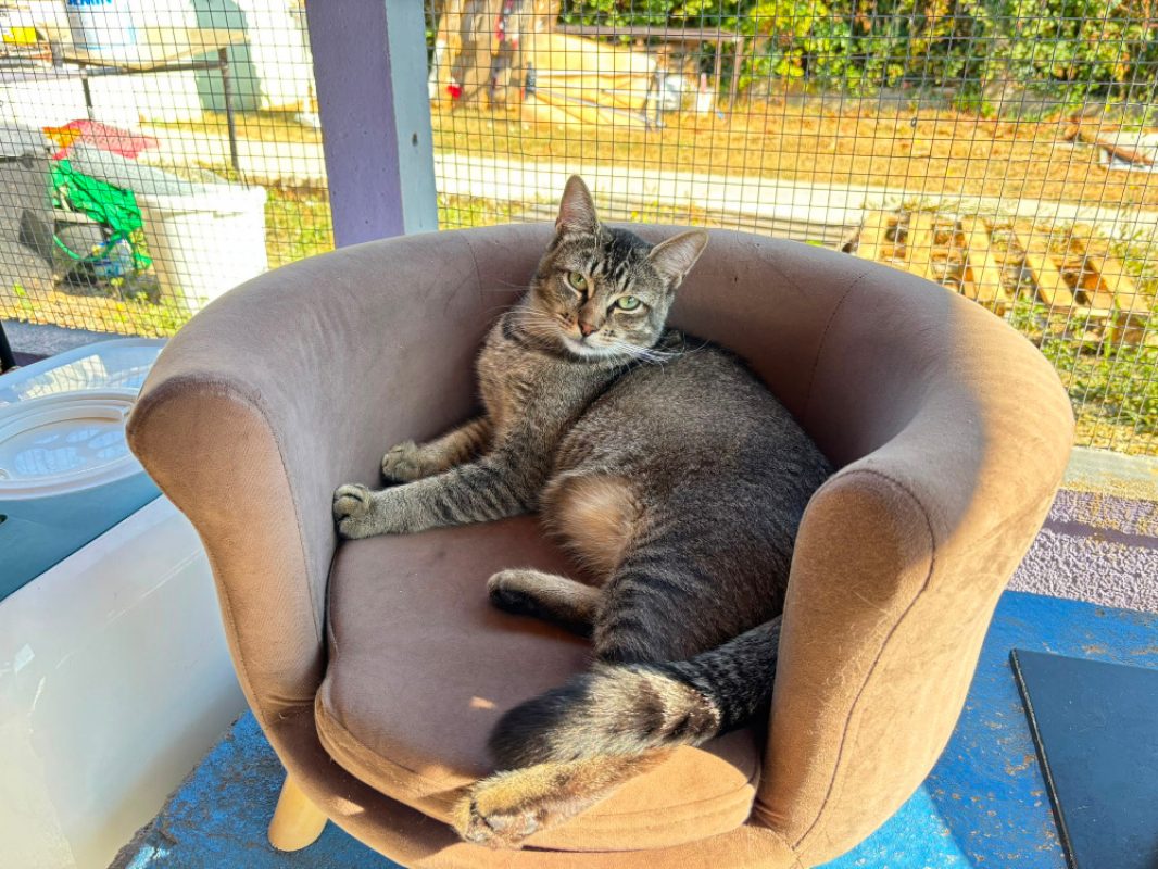 Balou - Chat Européen à adopter - photo 4