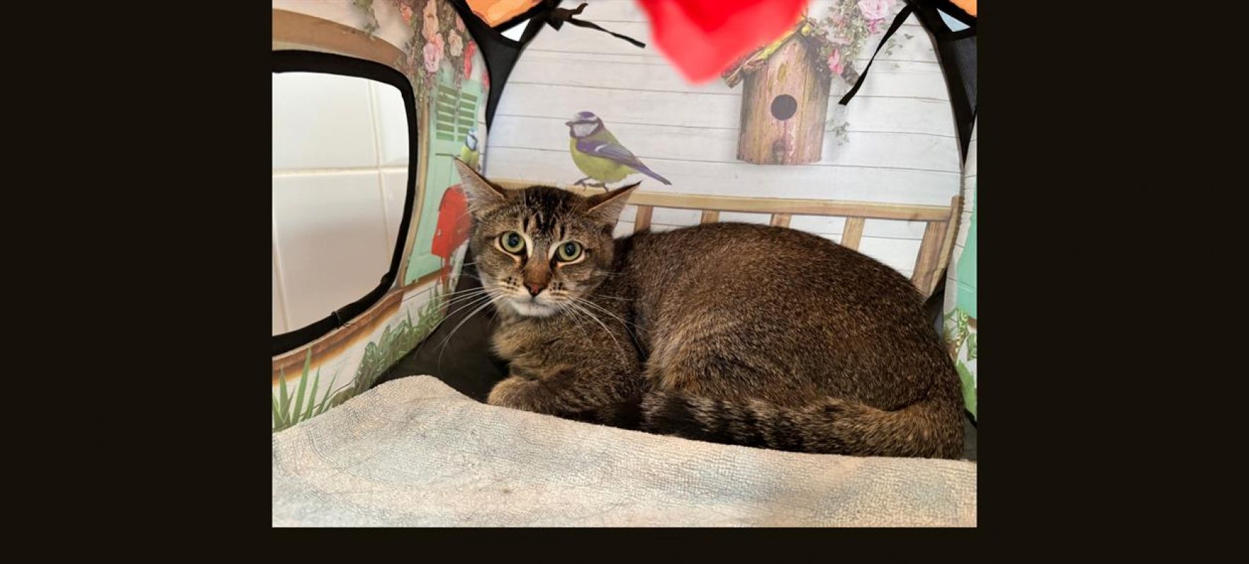 Balou - Chat Européen à adopter - photo 6