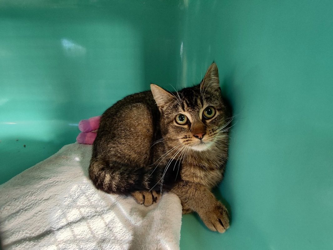 Balou - Chat Européen à adopter - photo 7