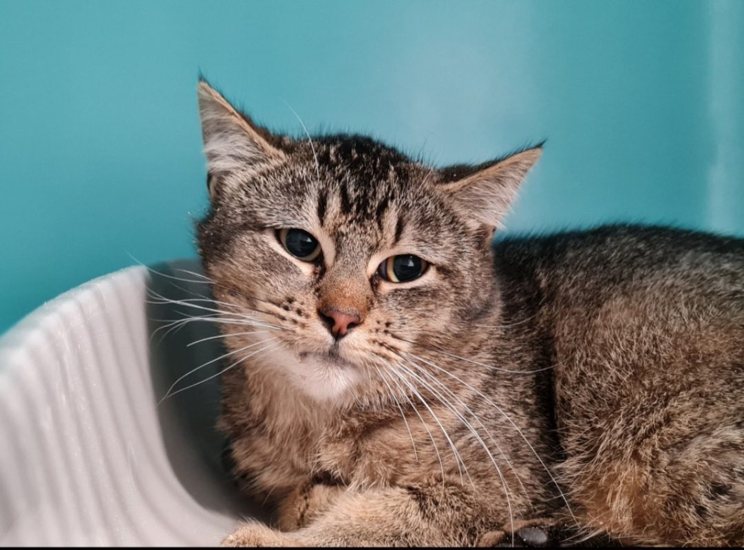 Balou - Chat Européen à adopter - photo 8