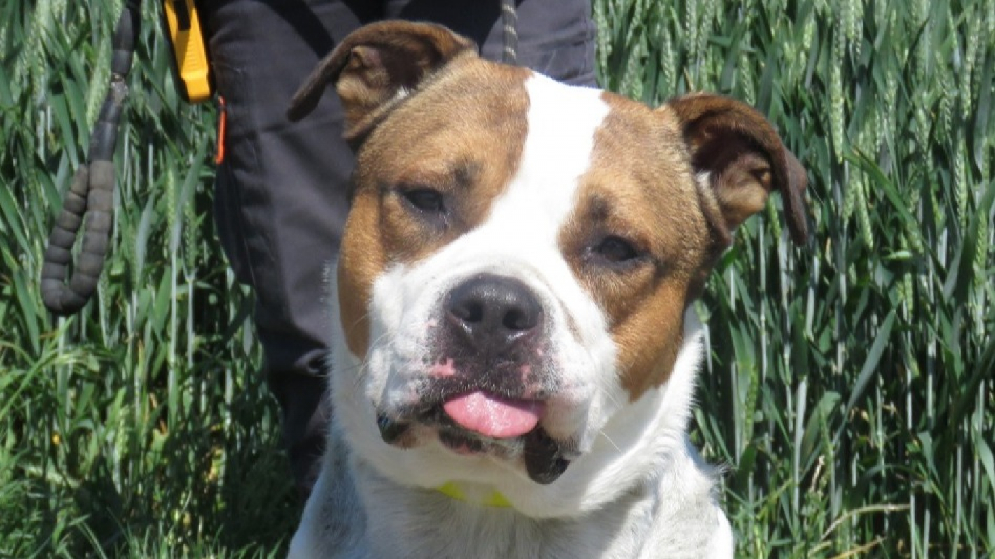 Photo #1 de Deimos