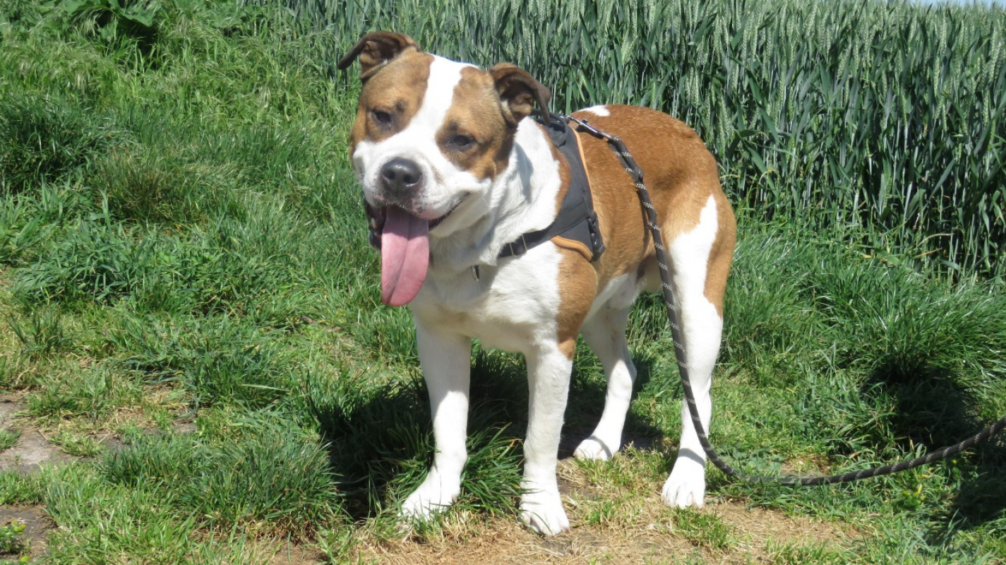 Photo #2 de Deimos