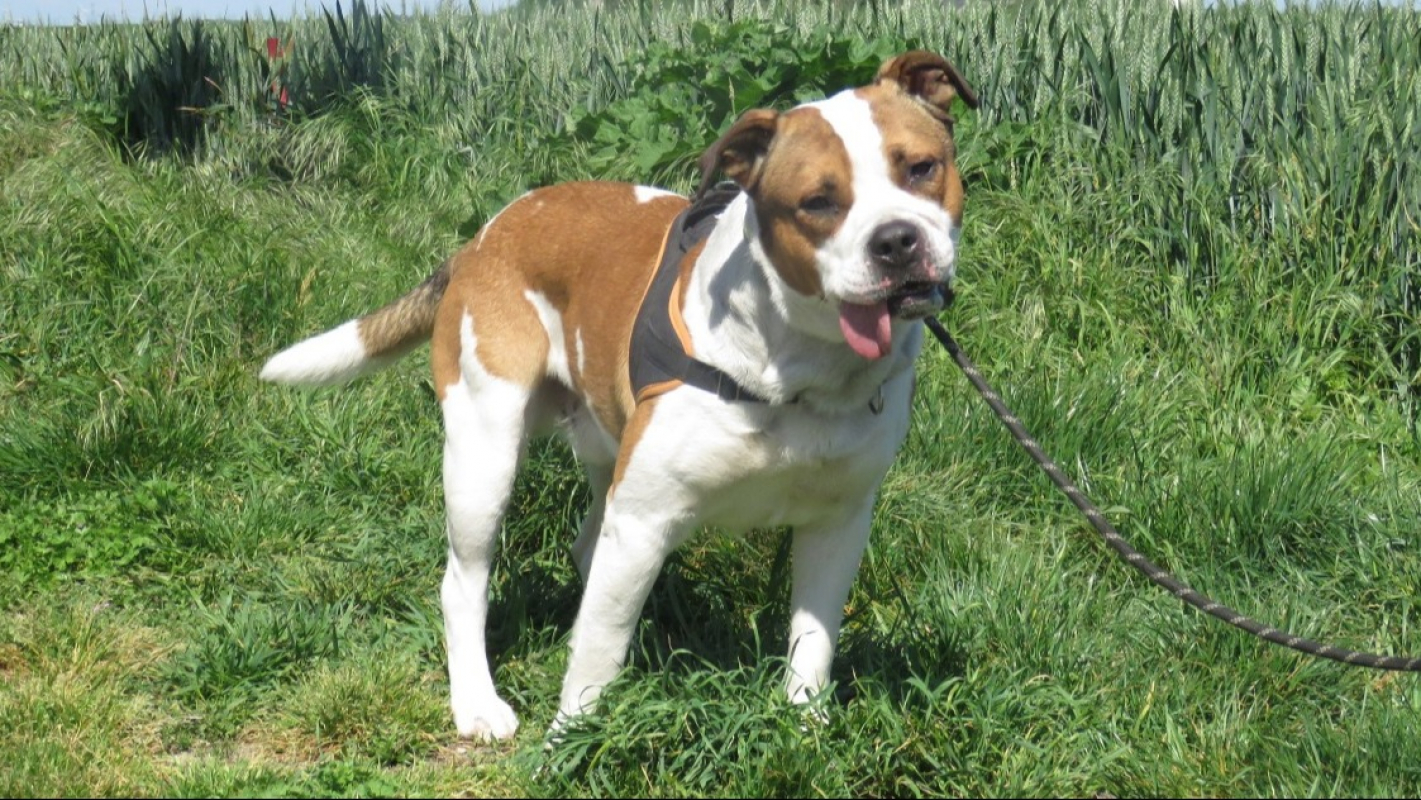 Photo #3 de Deimos