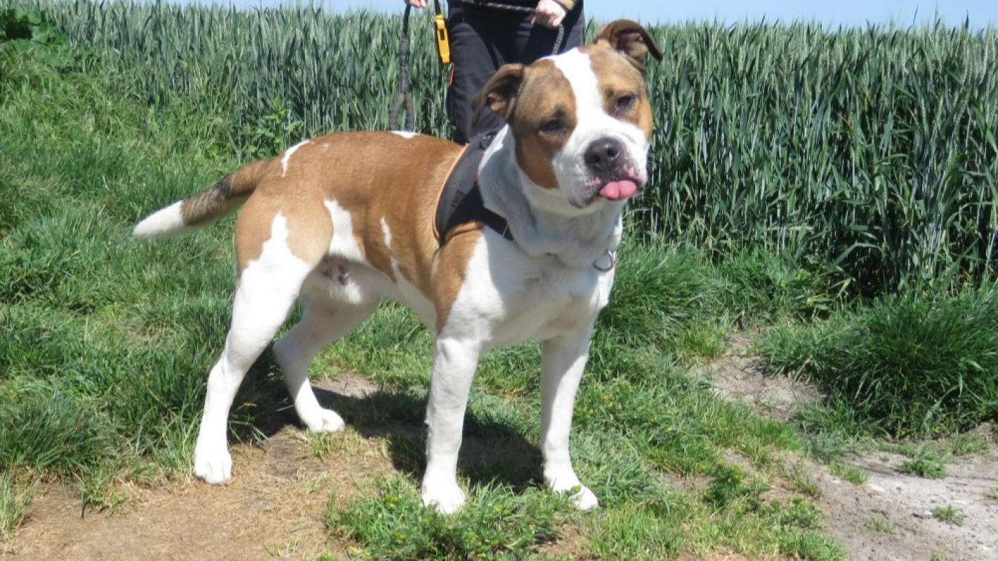 Photo #4 de Deimos