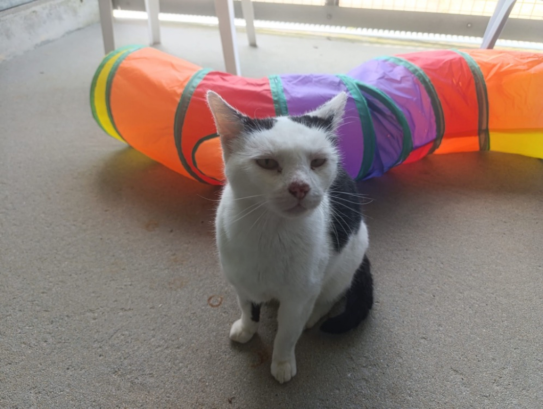 Photo de Choubi