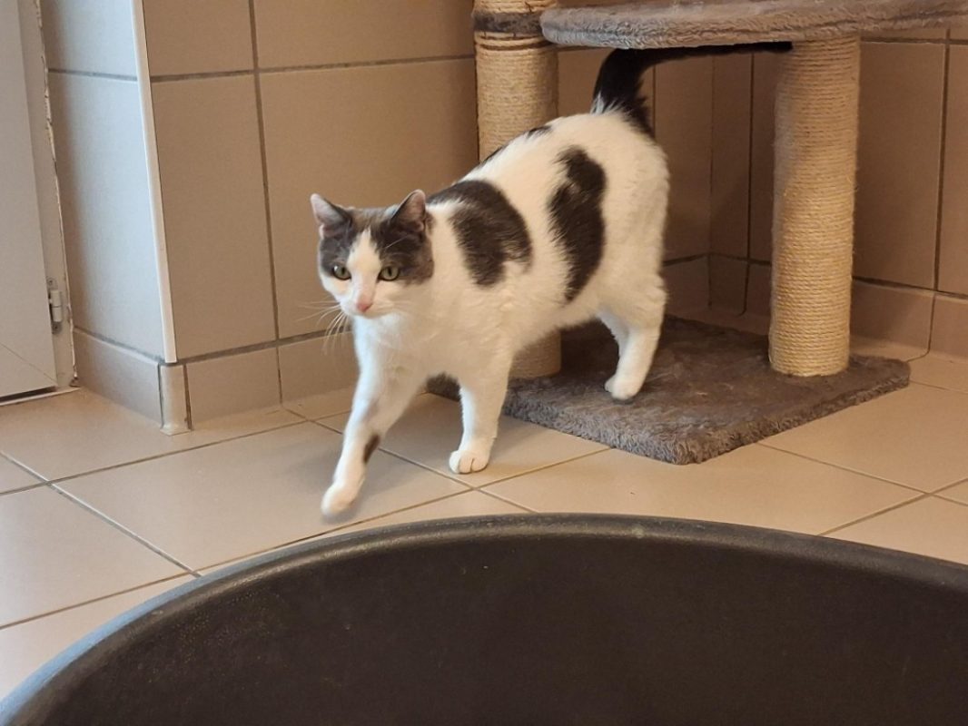 Sacha - Chat Européen à adopter