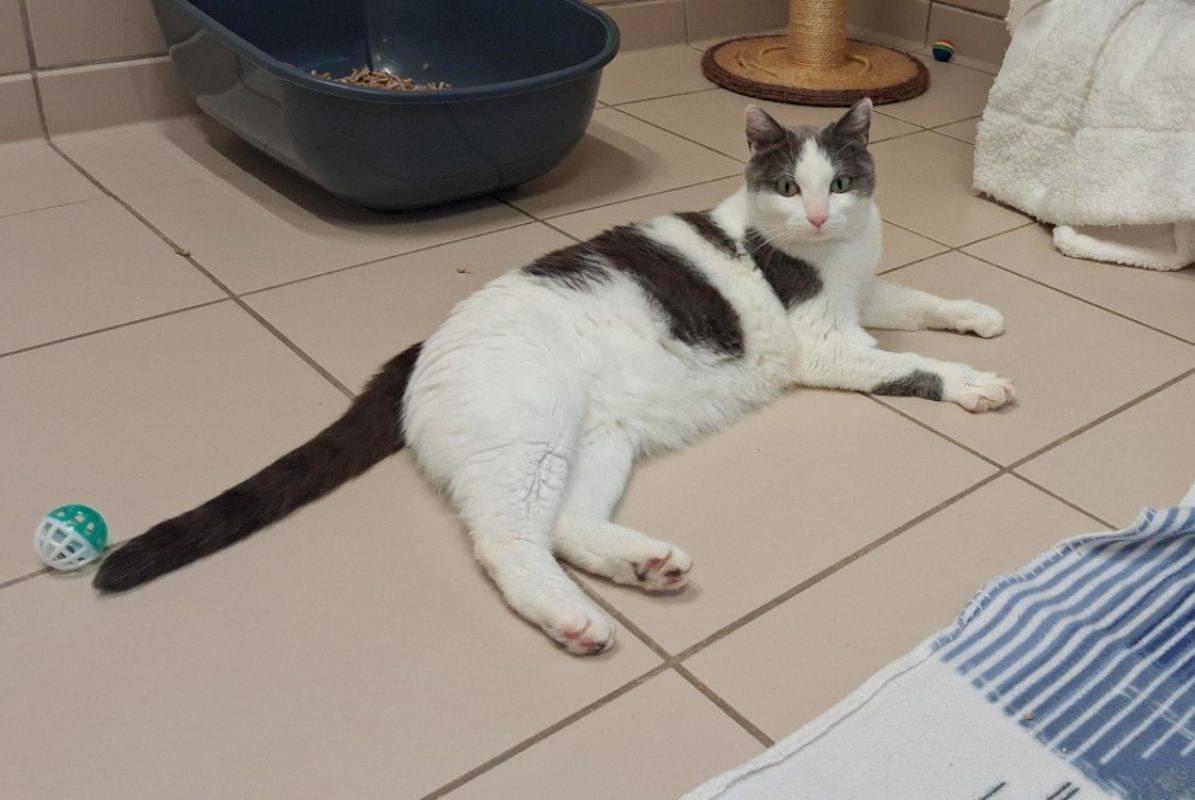 Sacha - Chat Européen à adopter - photo 2