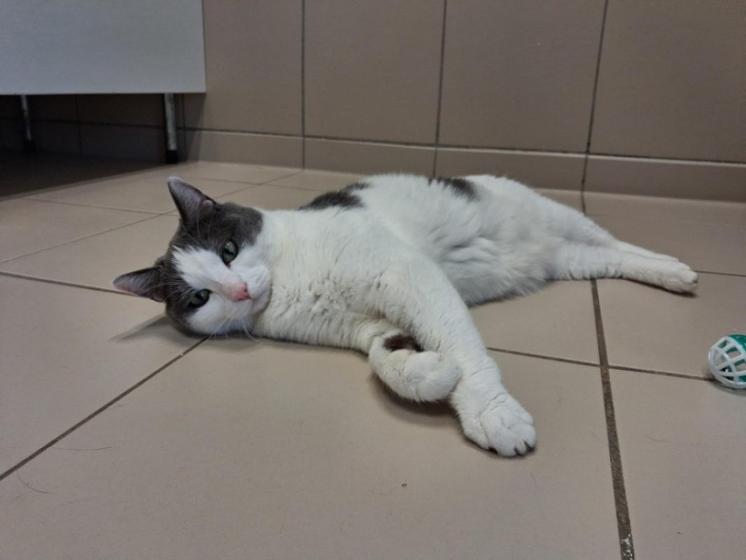 Sacha - Chat Européen à adopter - photo 4