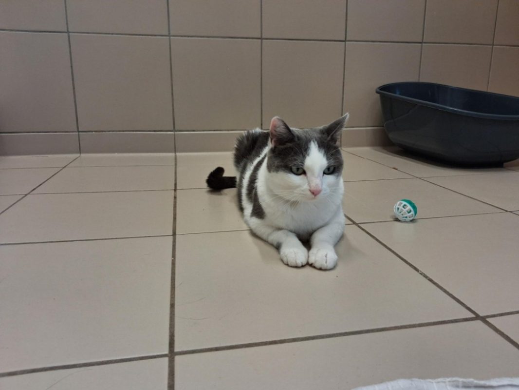 Sacha - Chat Européen à adopter - photo 5