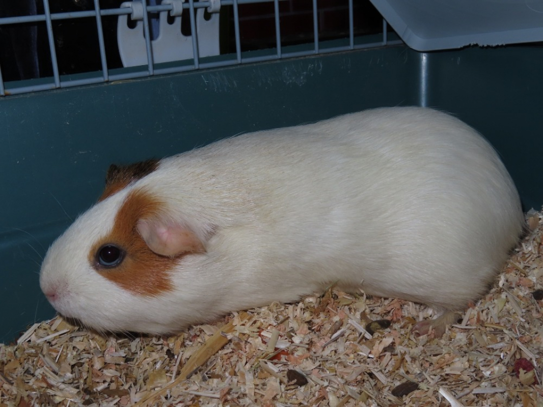 Photo #1 de Benny
