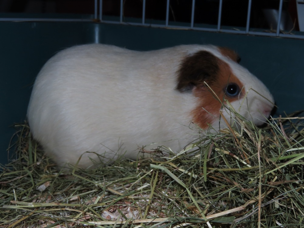 Photo #2 de Benny