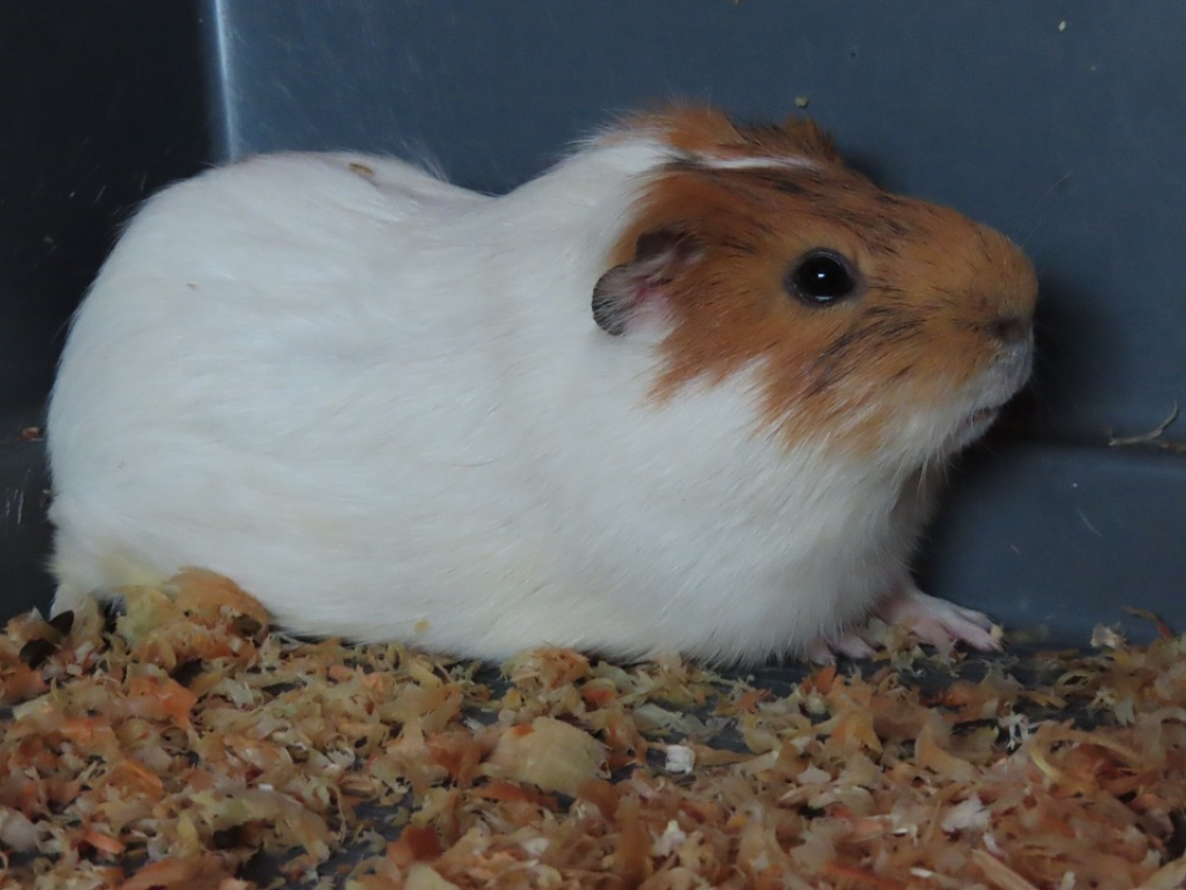 Photo #2 de Pascal