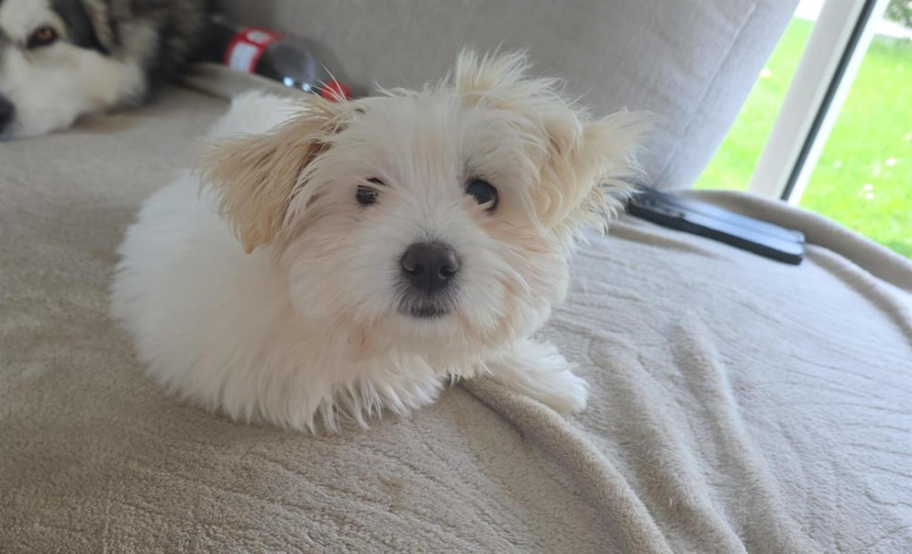 Photo de Mochi